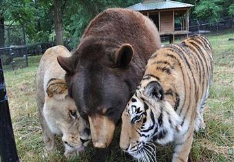 بالصور- علاقة صداقة فريدة تجمع بين أسد ودب ونمر 