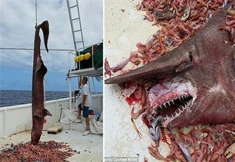 صياد أمريكي يصطاد قرشا عملاقا من عصور ''ما قبل التاريخ''