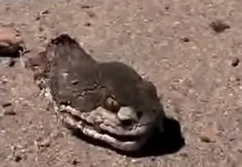 "رأس أفعى" تهاجم من يتعرض لها