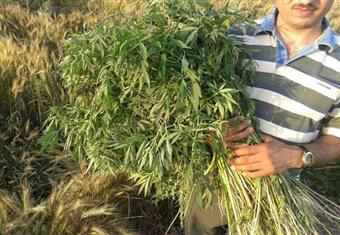 مُحاط بالموز والذرة.. ضبط نصف فدان بانجو وقنب هندي في الغربية