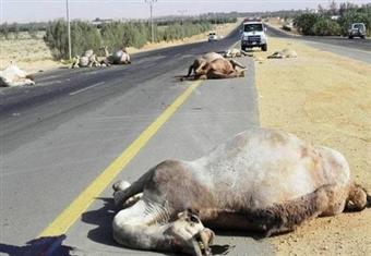 شاحنة تدهس قطيع إبل بملايين الريالات في السعودية