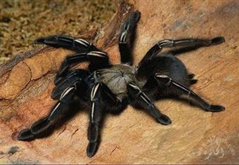 منظمة: اكتشاف أكثر من 360 نوعا جديدا من الكائنات بمنطقة الميكونج 