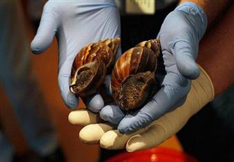 8 حقائق لا تعرفها عن القواقع