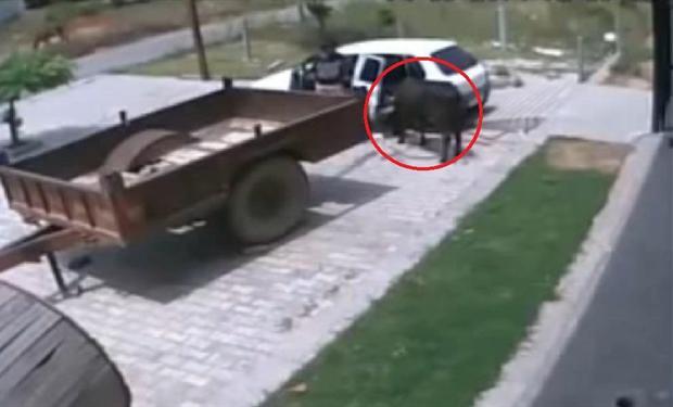 لص يخطف " بقرة " في سيارته الصغيرة 