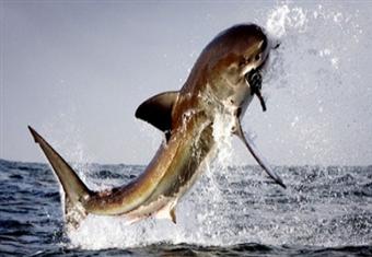  شاهد لقاء الموت بين الفقمة والقرش الابيض الطائر ؟!!