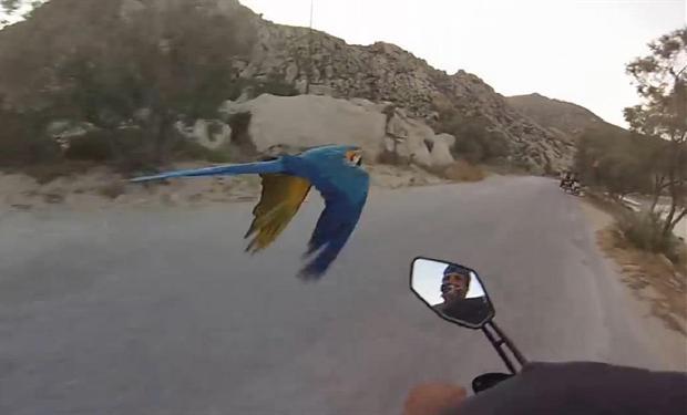 فيديو: سباق بين دراجة نارية و " ببغاء " 