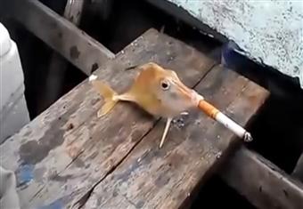 "سمكة" تشارك الصيادون الهنود تدخين السجائر