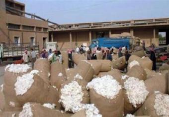 70% تراجعا في صادرات القطن المصري.. والمزارعون يمتنعون عن زراعته