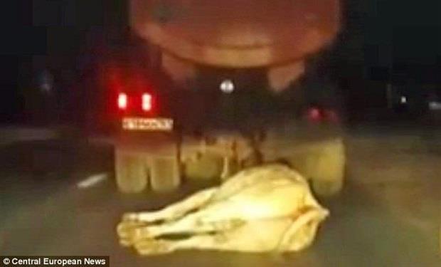 بالفيديو: حالة من الغضب الشديد بسبب مزارع يسحب بقرة حية بشاحنة