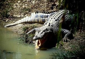 سيدة تايلاندية تنتحر بإلقاء نفسها في بحيرة تماسيح