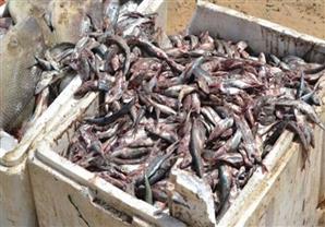 ضبط 39 كيلو من أسماك "البقرة" السامة في الإسكندرية