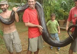 فرنسي ينجح في الامساك بثعبان "أناكوندا" ضخم يبلغ طوله 17 قدم