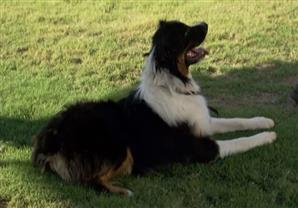 '' توبي '' الكلب الضال صاحب الأنفين بكاليفورنيا 