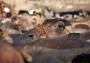 الأمم المتحدة تطلق مجموعة أنشطة لتطوير القطاع الحيواني في المنيا