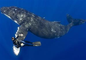 زوجان يلتقطان صورة سيلفي مع حوت أبيض ضخم ظهر لهما فجأة