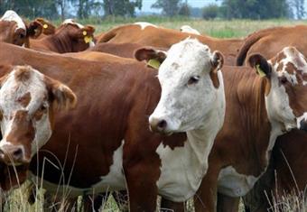 واردات مصر من لحوم أبقار البرازيل تقفز 33% خلال 6 أشهر