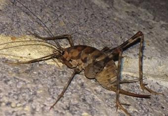 صحيفة أمريكية: آكلة لحوم البشر ترعب الأمريكيين