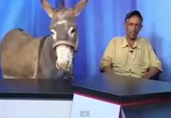 قناة فضائية تستضيف حمارا في برنامج حواري