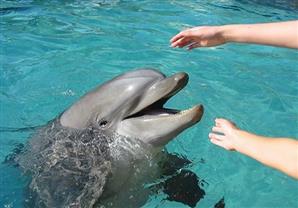 دولفين يلعب مع الأطفال بطريقة مدهشة