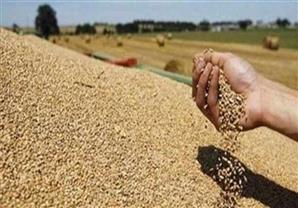 مصر تشتري 180 ألف طن قمح فرنسي