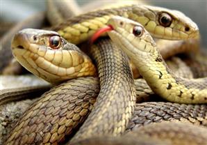 إحباط محاولة تهريب ثعابين حية على طائرة إسبانية