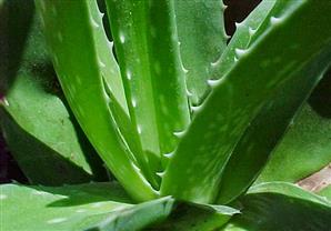 خطر الانقراض يحاصر 31 % من أنواع نبات الصبار بالعالم