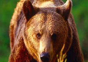 لماذا يخاف الناس من الدببة سيئة الطباع؟