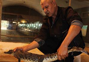 العثور على تمساح في نهر النيل ببنها