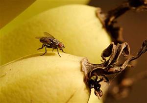حيلة بسيطة للتخلص من ذباب الفاكهة 