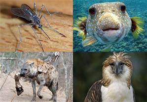 بالصور - أكثر 10 حيوانات مفترسة فى العالم والأولى قد تٌصدمك