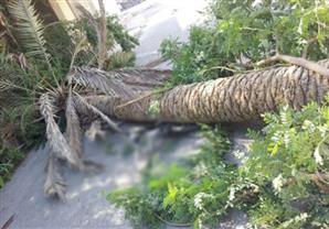 إصابة عامل سقطت عليه نخلة بالعياط 