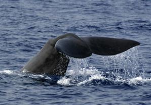 متطوعون نيوزيلنديون يحاولون إنقاذ عشرات الحيتان الجانحة 