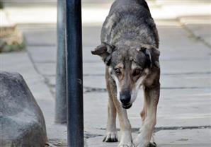 ما حكم الشرع فى تعذيب وقتل الحيوانات؟