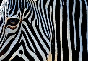 رئيس حدائق الحيوان يكشف حقيقة "الحمار الوحشي المزيف" -فيديو