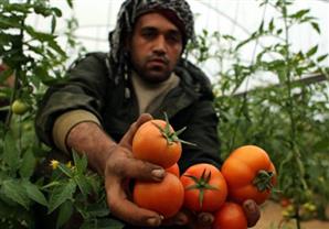 بعد 8 سنوات من الحصار، اسرائيل تستأنف استيراد الخضراوات والفواكه من غزة