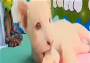 كلارا.. أسد أبيض نادر يعيش في حديقة حيوان بجنوب البرازيل