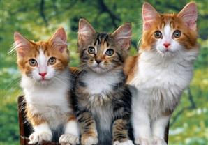 بالفيديو..موسيقى خاصة للقطط تتلائم مع حاسة سمعهم