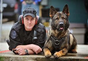 الجارديان: الكلاب أقدم أصدقاء الإنسان