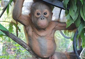 بالصور- ردة فعل قرد التقى عشيرته للمرة الأولى