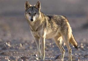 الطب البيطري بالدقهلية يكشف حقيقة ظهور حيوان مفترس يطارد الأهالي