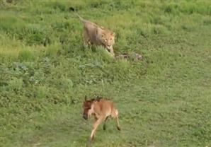 بالفيديو: أسد يعتق فريسته بعد أن تمكن منها 