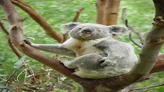 حيوان يمتلك بصمات أصابع تشبه الإنسان (صور)