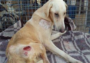 منى خليل.. رئيس جمعية لرعاية الحيوانات الضالة تواجه القانون بالرحمة