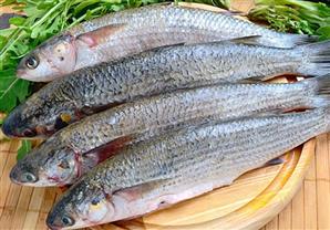 ''حماية المستهلك'' ينصح المواطنين بـ6 طرق عند تناول الفسيخ