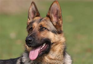 الكلاب قادرة على شم الإصابة بسرطان البروستاتا