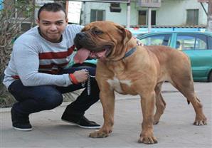 كلب الـ "ماستيف" العملاق.. أبو الفصائل