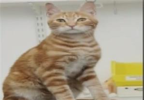 قط مصري تسلل لبريطانيا داخل باخرة وعاش 17 يوما