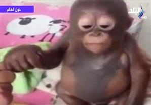   حالة القرد ذو الفصيلة النادرة الذي تم سرقته وإحتجازه في قفص للدجاج 