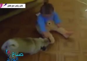كلب يلعب مع طفل ويسحبه على الأرض والطفل فى حالة من هستيرية الضحك 