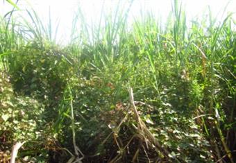 قرار بحظر نقل محصول قصب السكر خارج المنيا